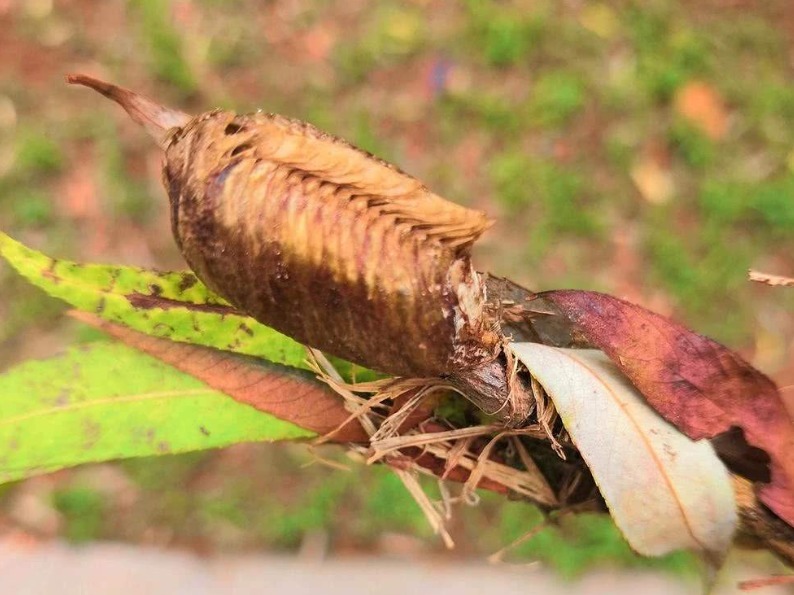 狗尿|若是在桑树上看到“拦狗尿”，赶紧拿回家，如今价值不菲