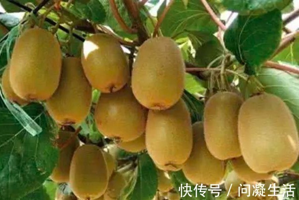 美容|女人到40不想长皱纹,多吃这5种保健水果,个个是宝,嫩肤美容