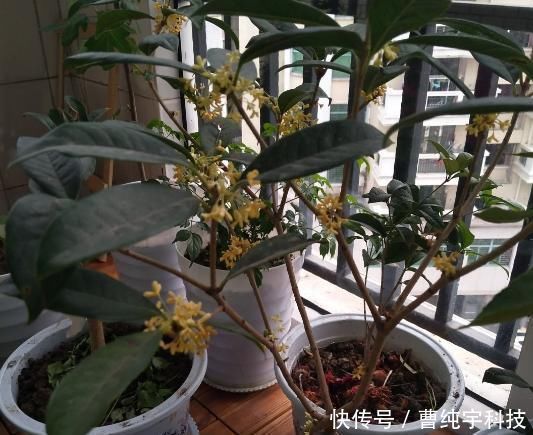 南方烂大街的花,北方咋养都不活,“水土不服”太严重