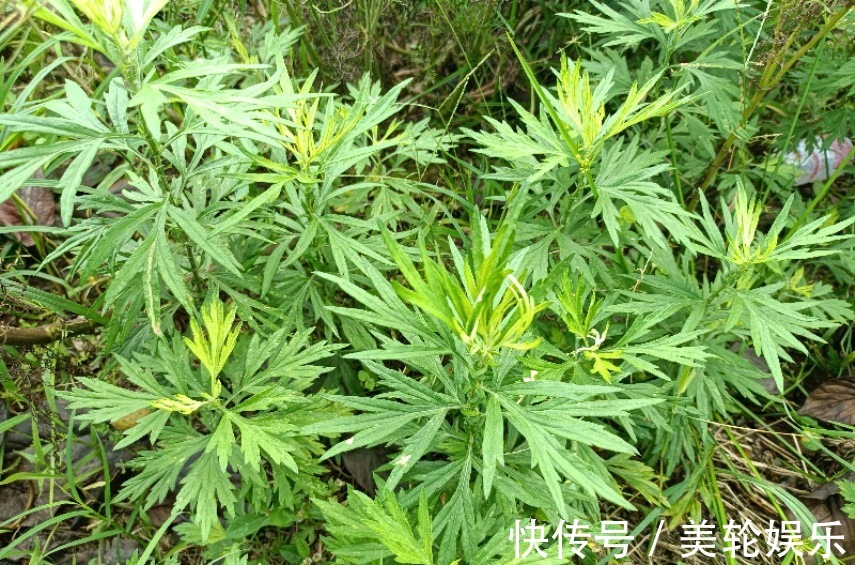 叶子|若它长在你家屋旁，记得只采叶子，别挖根，价值珍贵，遇到就是福