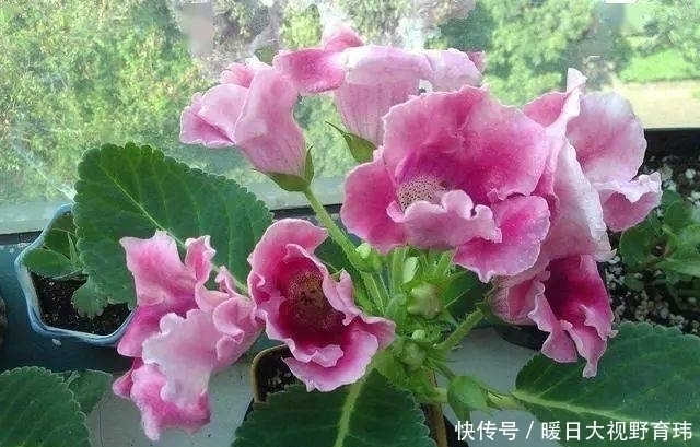 3种喜阴花,放在北阳台,少晒太阳,少管它,清清爽爽开满花