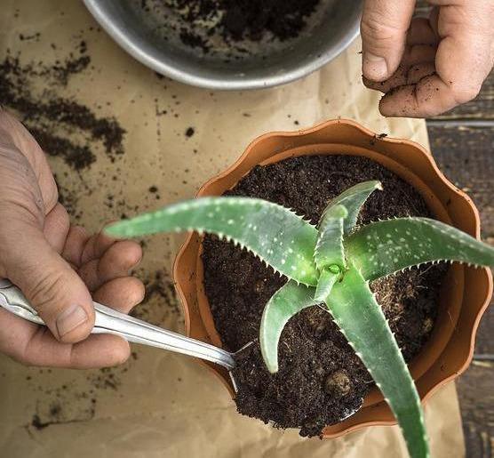 秋天来了,养芦荟做个“小手术”,从头再来!小苗“塞满”花盆