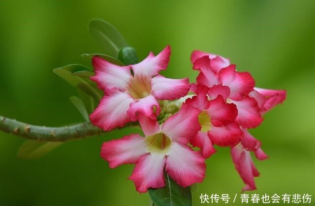 爆盆|养花就养3种耐旱花,耐热耐晒还耐寒,开花爆盆很容易,漂亮极了