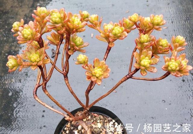 嫌弃|起初很嫌弃的多肉小人祭，变成造型桩之后，就爱不释手了