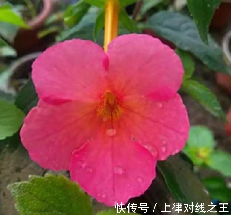 发芽|长筒花是“室内花量王者”，没光也能开爆盆，阳台党福音