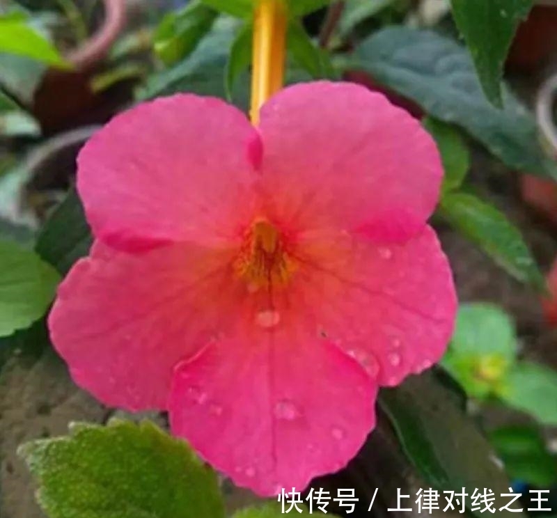 长筒花是“室内花量王者”,没光也能开爆盆,阳台党福音