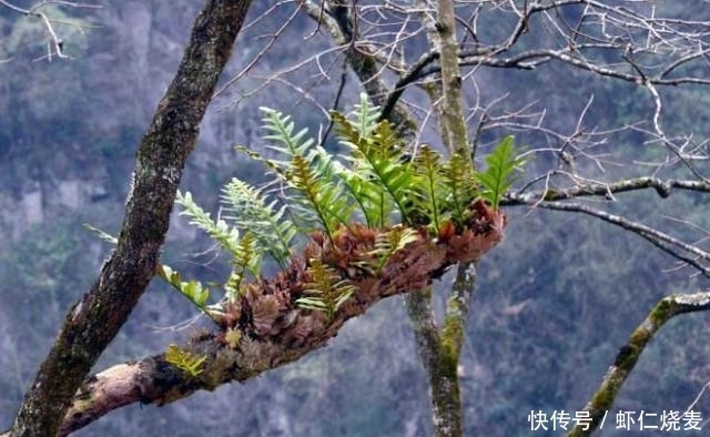 长在大树上的奇特植物——骨碎补，样子好看用途大