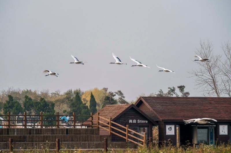 亚洲|走进“丹顶鹤驿站”，这里是亚洲最大的海岸滩涂湿地……