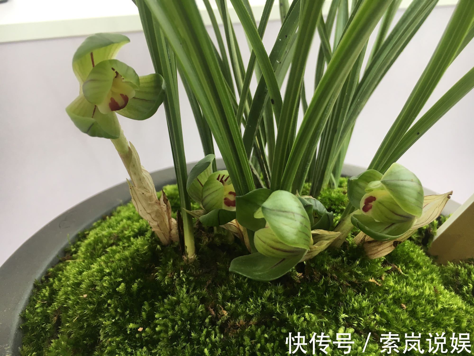 兰花植株根系腐烂而没有根了还能长出来吗兰花新苗上盆焦尖咋办