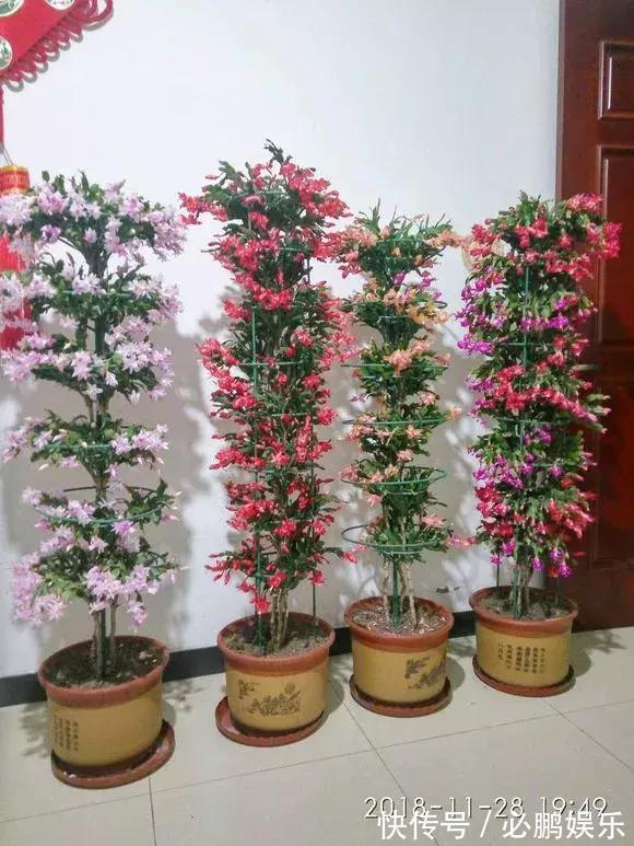 蟹爪兰嫁接1种枝条,花量暴增上百朵,开成大花树,还不烂根!