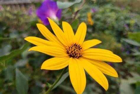 洋姜|养花试试这几款,花朵形状像星星一样可爱