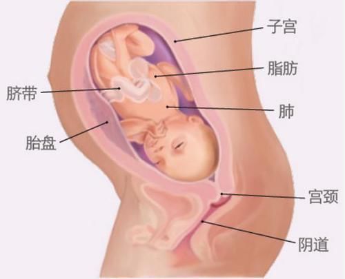 分娩|怀孕最后一个月胎儿长多少斤？孕36-40周胎儿发育标准，孕妈看下