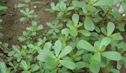 桑椹酒|天然的“染发剂”被找到了,坚持每天吃一点,白发悄悄变黑发