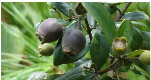 山棯子|每天当零食吃几颗,能美容养颜,养血止血,手脚不再冰凉