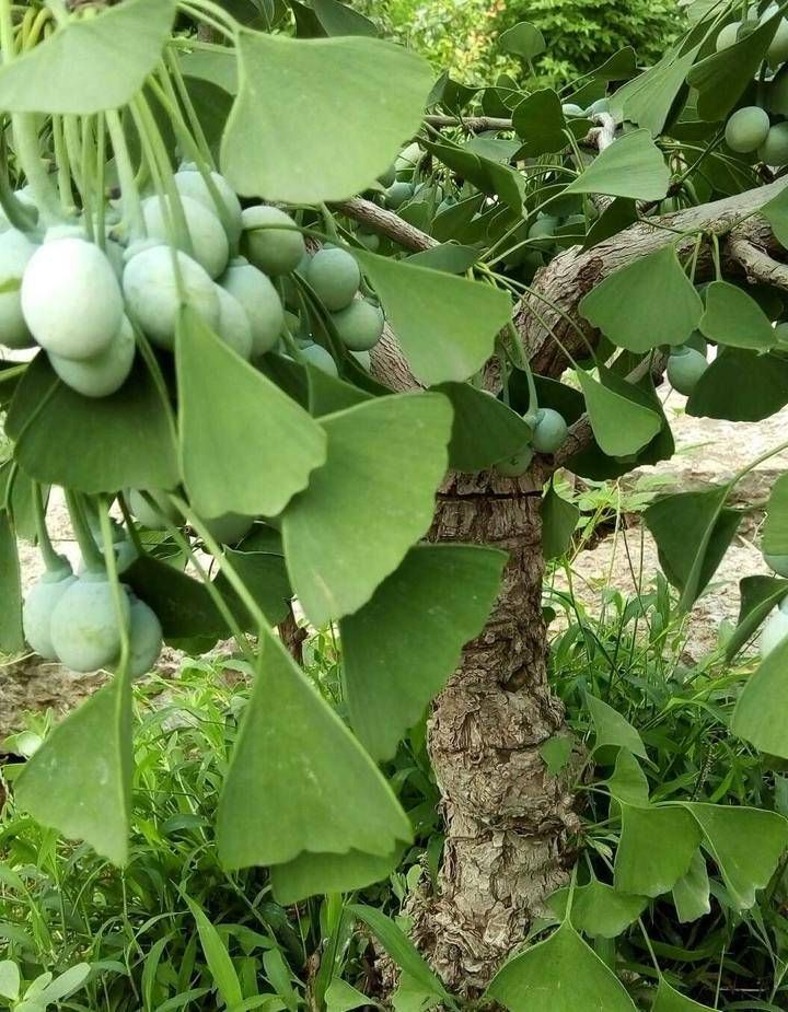 西府海棠|喜看果实压枝头