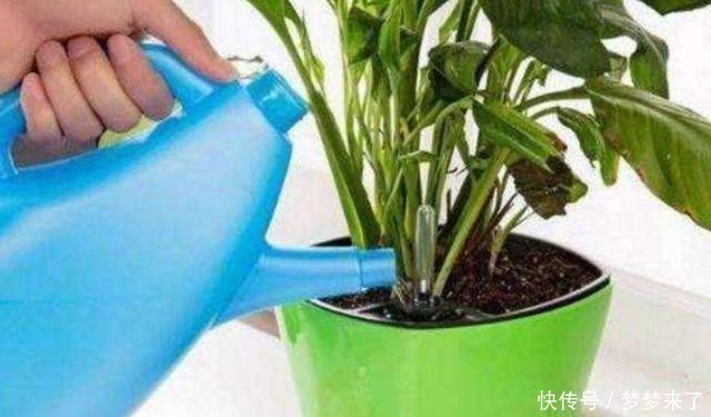养花浇水容易“阴阳水”，教你3个小技巧，一次就浇透让花喝个够