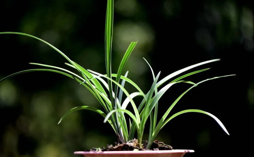 老苗|如何把春兰叶片养矮壮?磷酸二氢钾的另类用法,兰友们可以试试