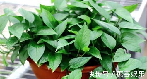 懒人都养不死的几朵花,娇憨可爱,好看好养活,次次开花爆盆