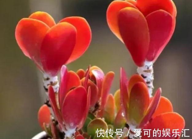 伤口|多肉唐印不多爆芽怎么办,一篇文章告诉你