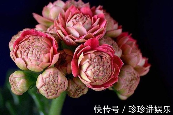 家中长寿花的插杆秘诀，掌握时机很重要，你清楚几个