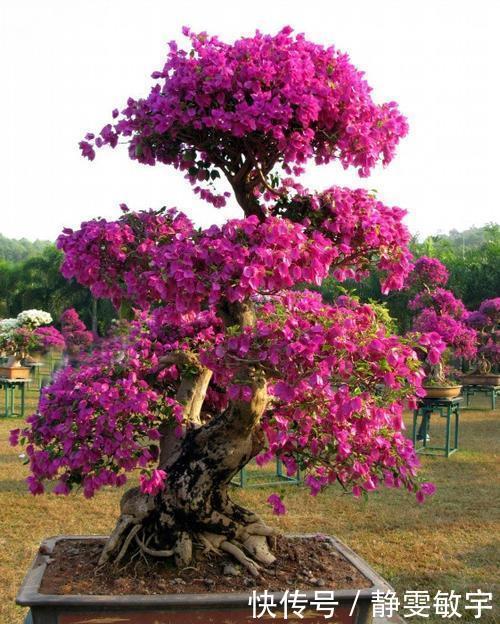 养三角梅6年,摸索出1个简单的扦插方法,成活率90%以上!