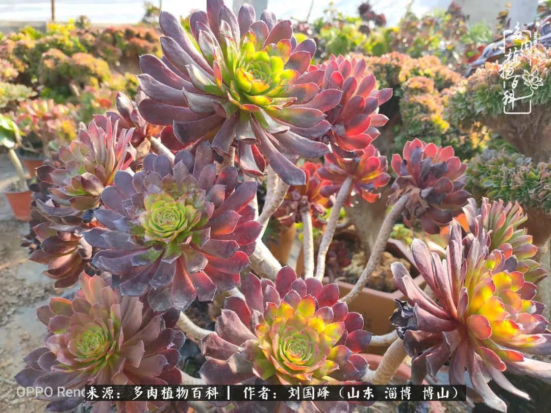 贵的不一定是对的，你的多肉究竟值多少钱附冬季养护攻略！