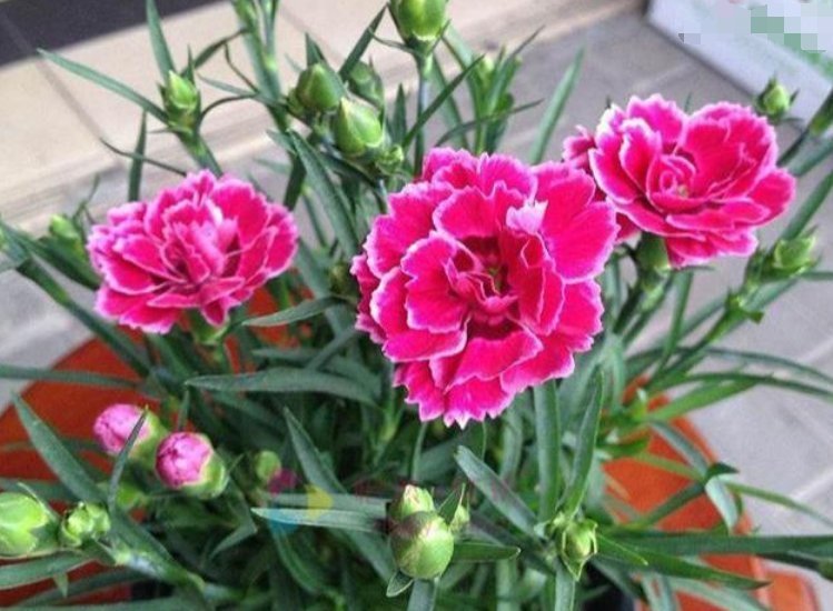 康乃馨|夏天最适合养4种花，耐热、耐晒、开花特别旺，漂亮心情好