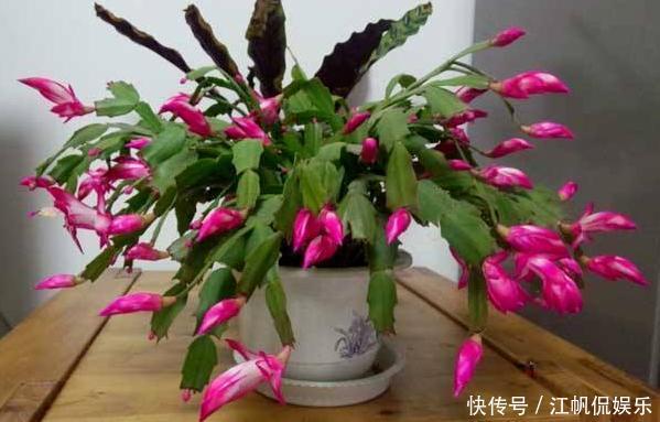 蟹爪兰叶片软趴趴怎么办从3方面对症处理，冬春花开爆满盆