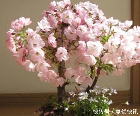 一鸣惊人的5种树桩盆景,好看还不贵,养家里奢华显档次!