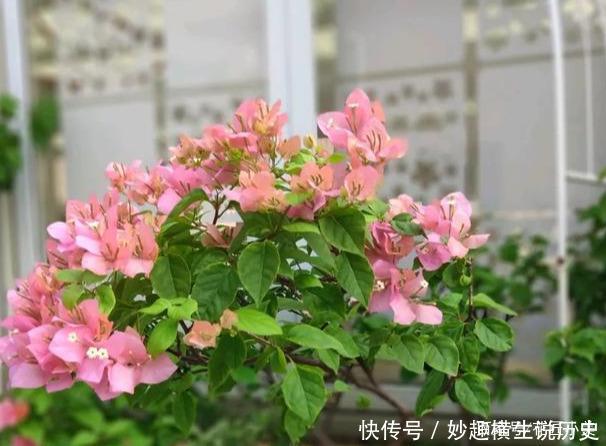 三角梅|45种三角梅品种,红、橙、黄、绿、白、紫,每一种都很好看!