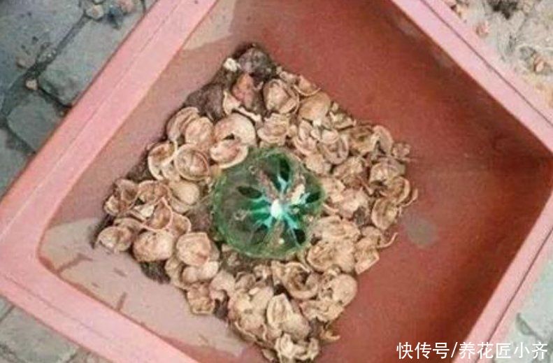 春天养花要换盆，注意5个关键，新根长满盆，植株才旺盛