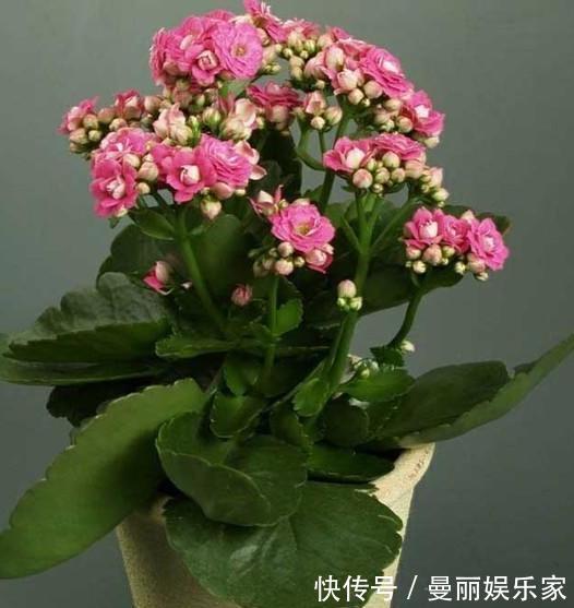 盆栽长寿花，即将“休眠期”，夏天“别踩坑”，睡醒开花多