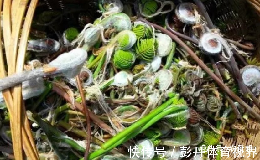 薇菜|这种野菜是一种非常名贵的天然野生植物,可惜很多人不认识!