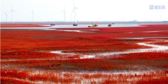 越来越多|“家”，就在黄河入海的地方