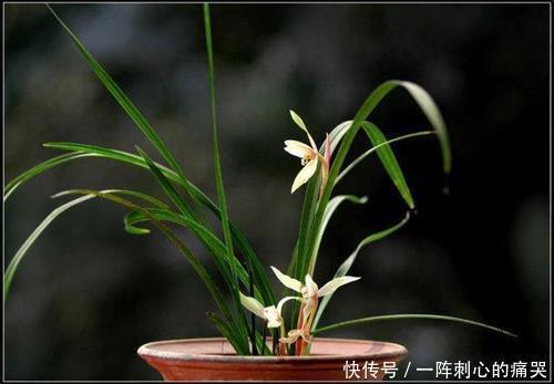 兰花怎么也养不好,用这1料养兰花,养根壮根,长势贼旺