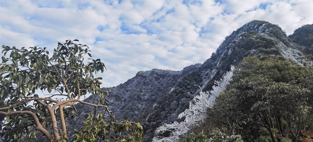 黄荆|美出新境界 四川古蔺黄荆老林立冬雪后现雾凇奇观