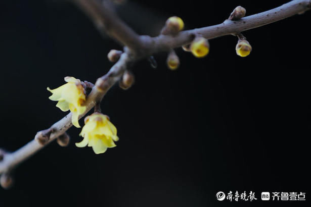 情报站｜疏影暗香动！济南大明湖的腊梅清香远飘，沁人心脾