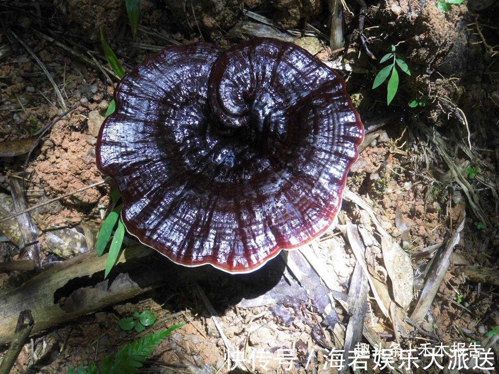 野生植物|曾上千元一斤被誉为“仙草”,如今口碑崩塌,20元一斤沦为笑柄