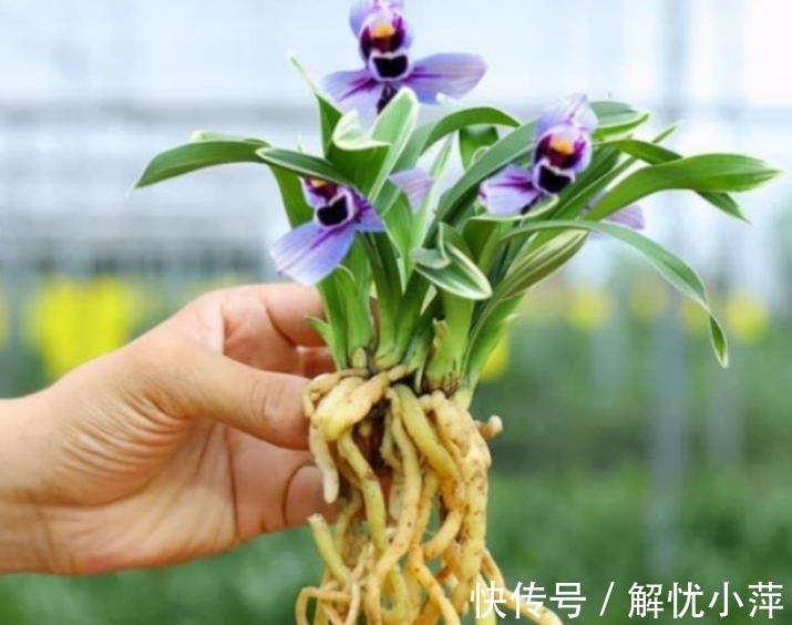 兰香|此兰,犹如“仙境”之花,花开荷瓣,兰香扑鼻,叶带金边,还好养