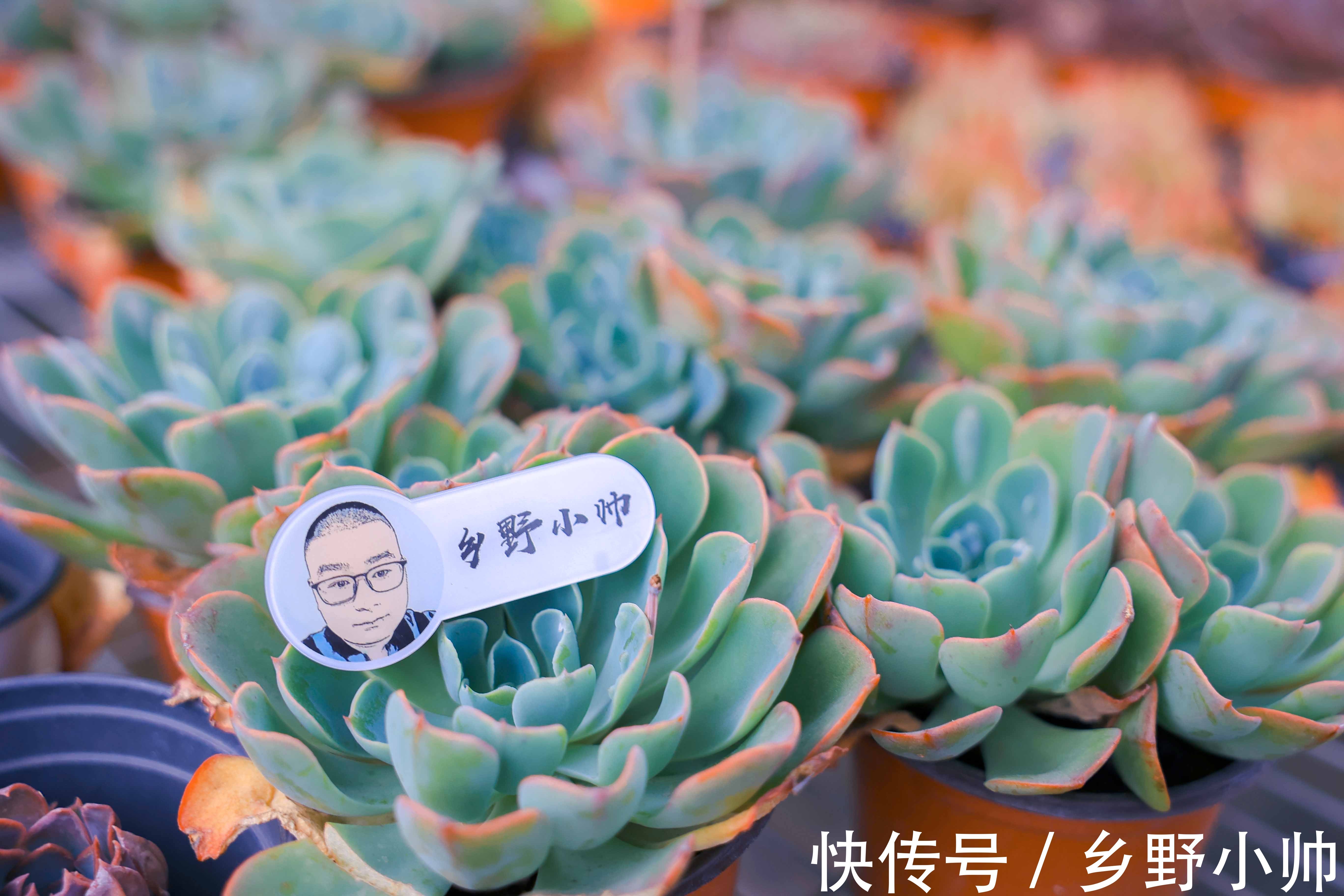 光照|想要高大的雨滴老桩?听小帅说,雨滴越来越美