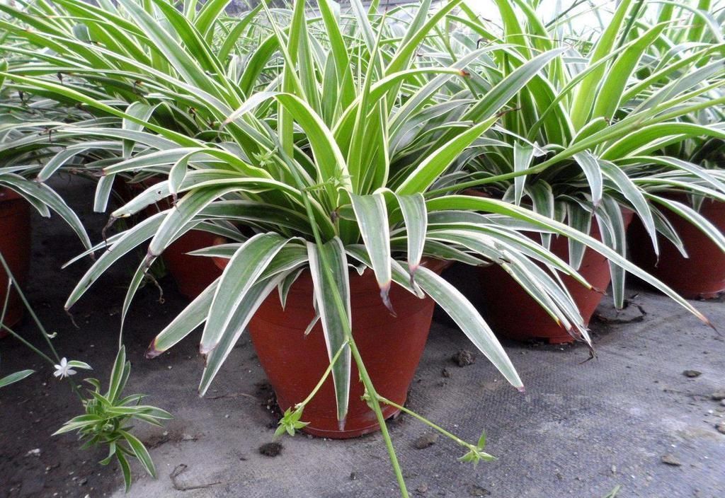 金鱼吊兰|喜欢吊兰的朋友有福了,这7种吊兰人见人爱,种在家里特别适合