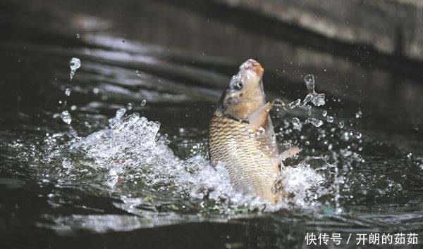 用大蒜和药酒就可以做出来的爆护饵料,到哪里钓鱼都不会空军