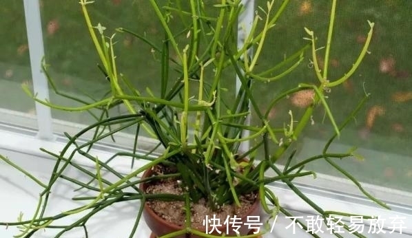 多肉盆栽，天冷不上色怎么办？关小黑屋叶子1个月就变糖果色