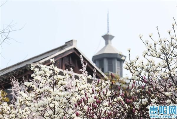 忽如一夜春风来,贵阳市中心这两处花儿开了