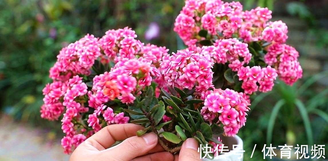 养长寿花不能“懒”,做好4要点,一茬接一茬开不停,尤其是第3点