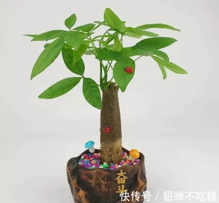 秋冬发财树怎么养?知道这4点就够了,保证枝繁叶茂