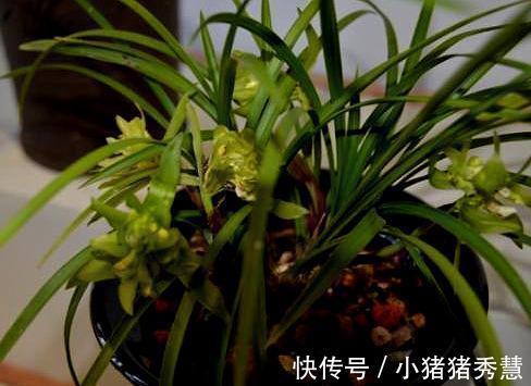 朋友们|养兰花是“大坑”这3种养护秘籍学会了,还愁兰花不爆盆