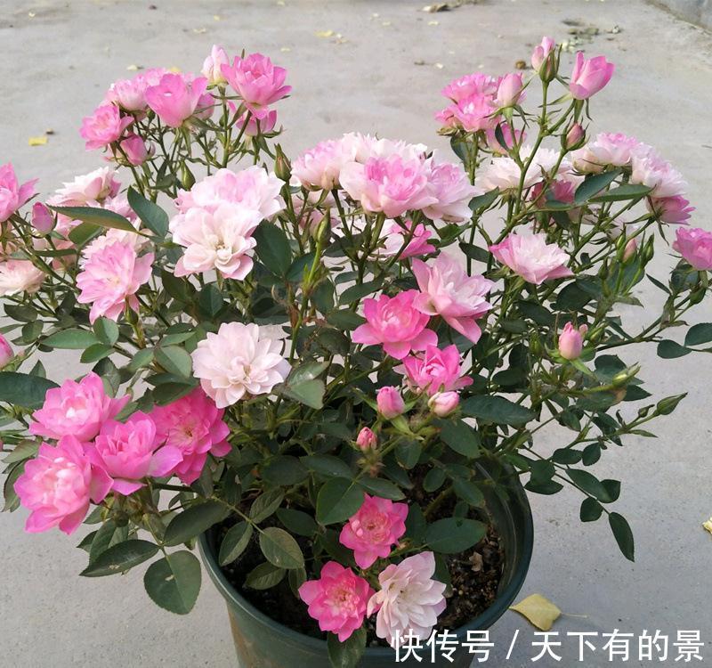 此花号称“开花机器”,居家盆栽牢记4点,开花繁殖能力特强