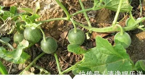 小时候常见却叫不出名字的植物，太全了