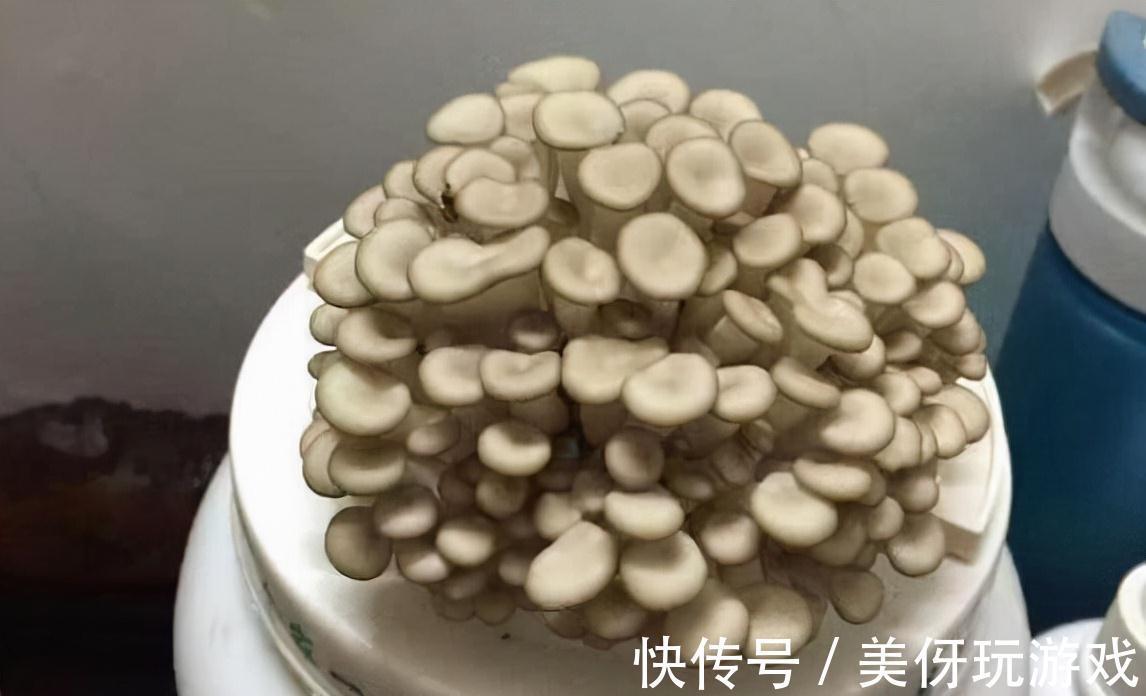 家里盆栽蘑菇,不花一分钱,隔3天收一次,连着吃一年